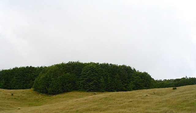 Fangorn